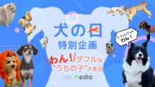 【犬の日特別企画】アイレット社員の愛犬写真集<br> 〜わん！ダフルな "うちの子" 大集合〜
